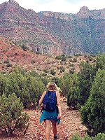 Stunted trees on Horseshoe Mesa